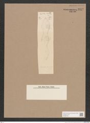 Navicula sp. (de-Toni-Nr.: Genus 1) Zeichnungen Sammlung Grunow Nr. 1612 (NHMW-BOT-W0368165)